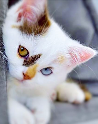 cat named amazon dot com